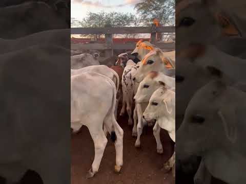 São 55 Bezerros extra valor 2050 cada local/ Afrânio Pernambuco 87999489620