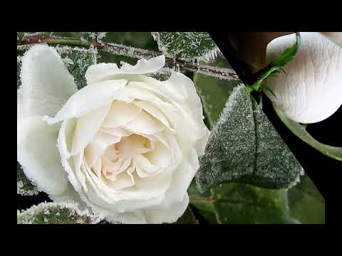 Nicu Petrescu - De-aș afla odată locul - mel Nicu Petrescu