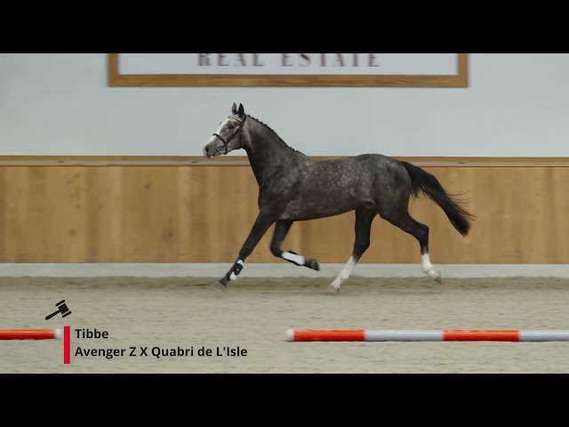 Tibbe