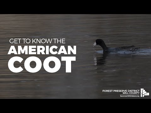 Get to know the American Coot