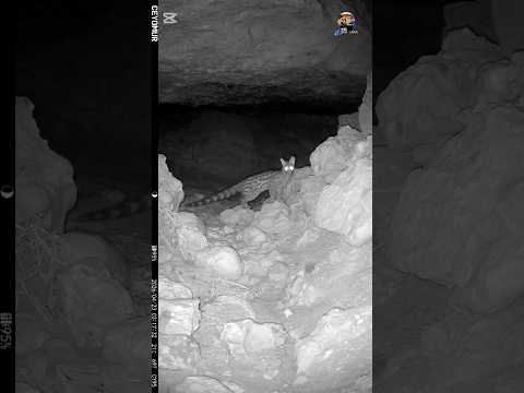 #اكسبلور #wildlife #المغرب