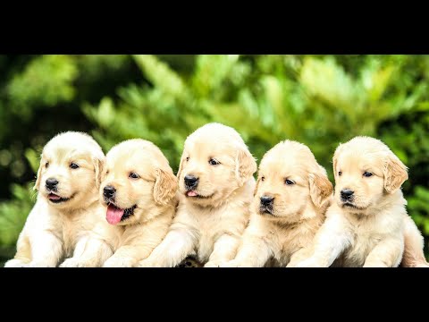 Puppies are So Cute. With My Music Video Too Cute. Play with Them | GANESHAPILLAY | NAVANITHE | GN