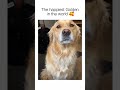 The happiest Golden in the world (Via IG: Emmaabarr)  #funnydog #funnypet #cutedog #dog