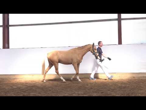 NILS 3j. Palominowallach v. Nacromancer in the dark - Argentino