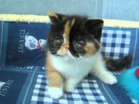 exotic kitten: Black Pearls Nikoletta_4
