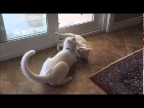 Cats Fighting to Batman