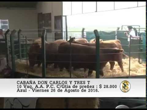 26-08-16 Venta de Vaquillonas A.A. P.C. - Cabaña Don Carlos y Tres T - Azul.