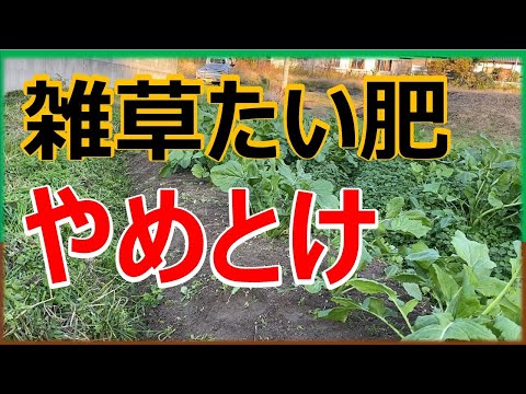 コーヒーかすは芝生に適していますか? 美しい芝生があります いつどのように適用するか?