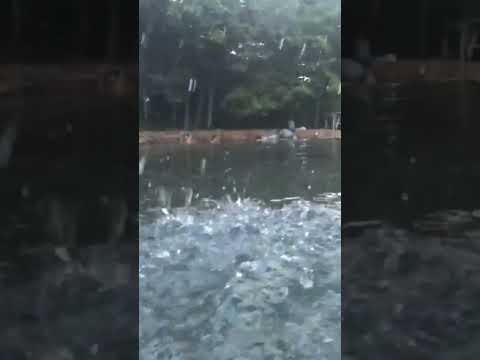 Maior rio de água quente do Brasil, Rio Quente Goiás #rioquente #goias