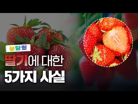 딸기, 당신이 몰랐던 5가지 사실|농담짚