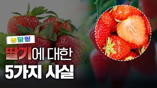 딸기, 당신이 몰랐던 5가지 사실|농담짚