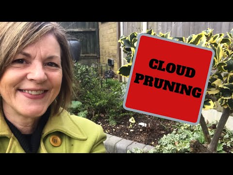 How To Cloud Prune An Ordinary Shrub