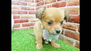 ハーフ犬の動画01