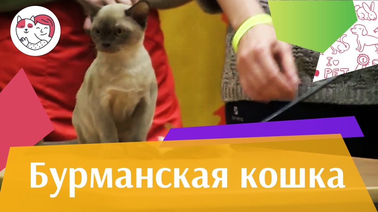 Бурманская кошка Бурма История породы на ilikepet