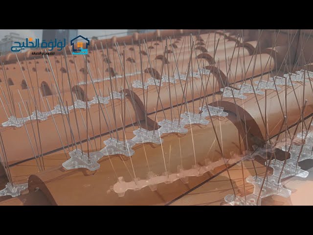 شركة مكافحة الحمام في أم القيوين