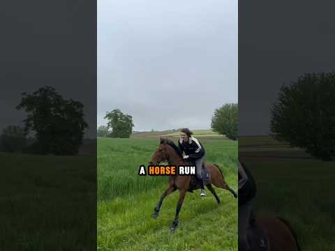 This Machine Can Make Horses Run Faster!