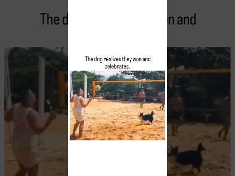 The dog realizes they won and celebrates. 🥺