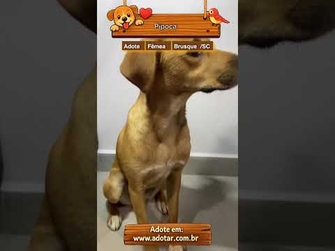 Vídeo de Pipoca