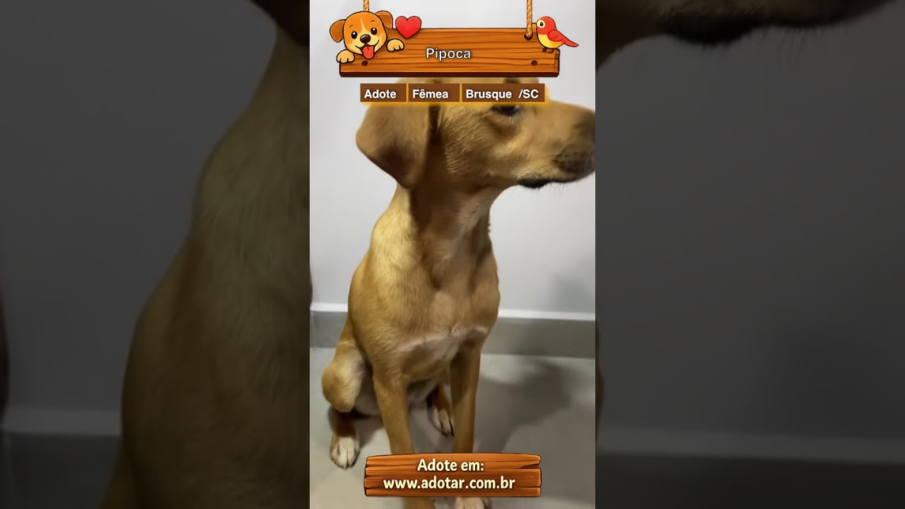 Cachorro raça SRD-ViraLata idade 1 ano nome Pipoca