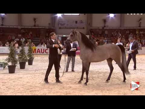 N.54 ETERNIS - Wels 2015 - Colts 3 years old (Class 7)