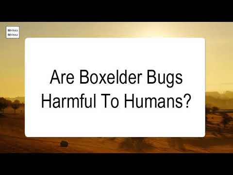 2nd YouTube video about are boxelder bugs dangerous