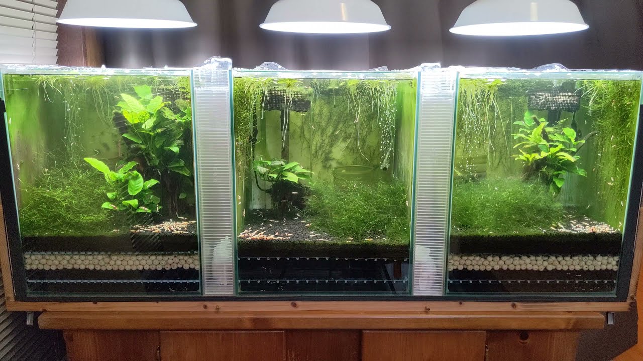 レッドビーシュリンプ水槽５、６、７号　999日目