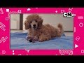 Cartoon Network LA PROMO CN Live Guau Con Alexis Moyano 15s 20 JUL 2019