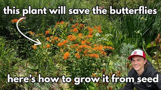 Asclepias Butterfly Weed SEEDS - How to Harvest & Grow - Complete Tutorial