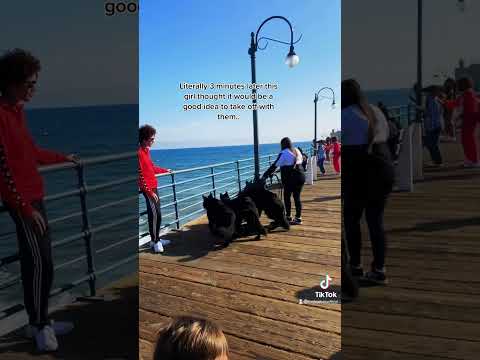 This Girl Tried To Walk Away With My Dogs But My Dogs Did This..