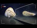 Deep Sea Creatures Vs Mirror Seeing Themselves For The First Time