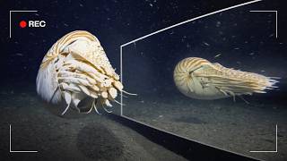 Deep Sea Creatures vs Mirror: Seeing Themselves for the First Time?