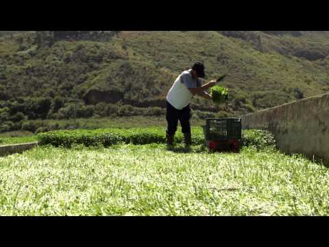 FIRGAS PROMOTIONAL VILLA DE FIRGAS