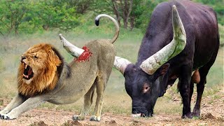 What Would An Ostrich's Terrifying Counterattack Against Cheetah's Hunt Be Like? Lion vs Buffalo