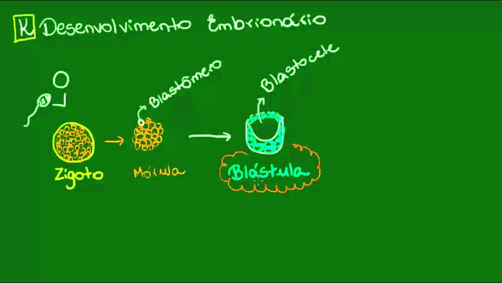 Desenvolvimento embrionário - Zoologia - Biologia
