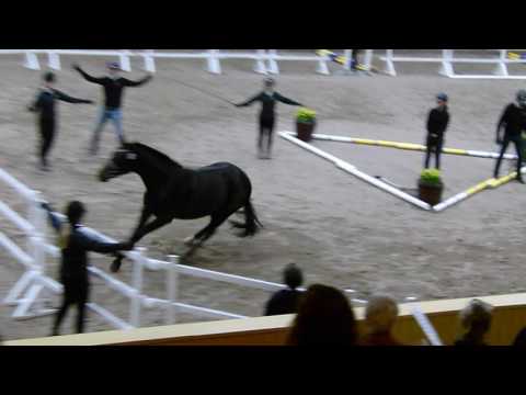 First Love f 14 e  Fürstenball Samarant g