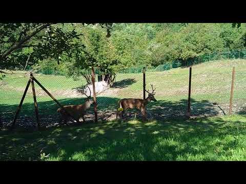 Riserva naturale del Cornino