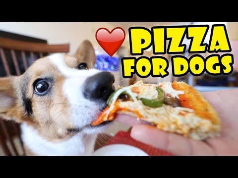 download lagu mp3 mp4 Corgi Food, download lagu Corgi Food gratis, unduh video klip Corgi Food