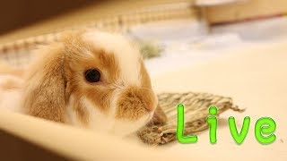 犬と猫とうさぎとインコのNyanTomoライブ！今日は11月11日竹千代誕生日♪