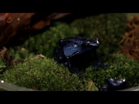 , title : '3 Care Tips for Poison Dart Frogs | Pet Reptiles'