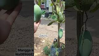 Download lagu Kiyoji mango fruiting in a pot #089668216402 mp3
