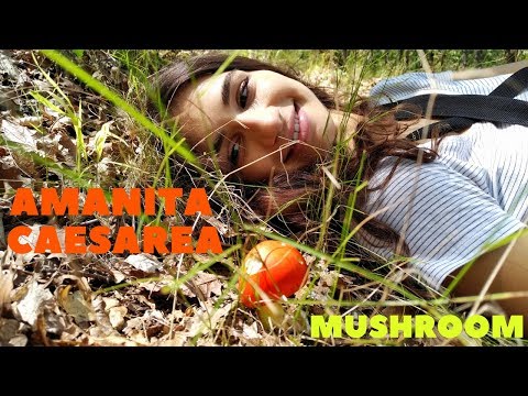 FORAGING AMANITA CAESAREA! | Natasa Ventures Out
