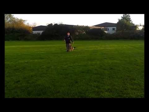 Gerro z údolí Úpy - obedience