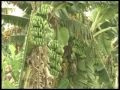 Janadesh: Problems of banana farmers in Jalgaon ...