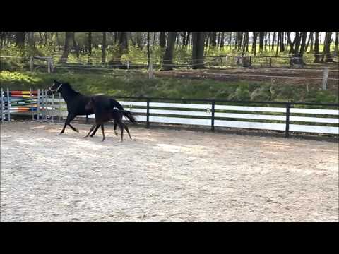 Le Vivaldi x Desperados x Donnerhall