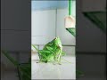 Locust is foraging. He is eating a poor baby locust.Insects life/Insects life cycle/viral video