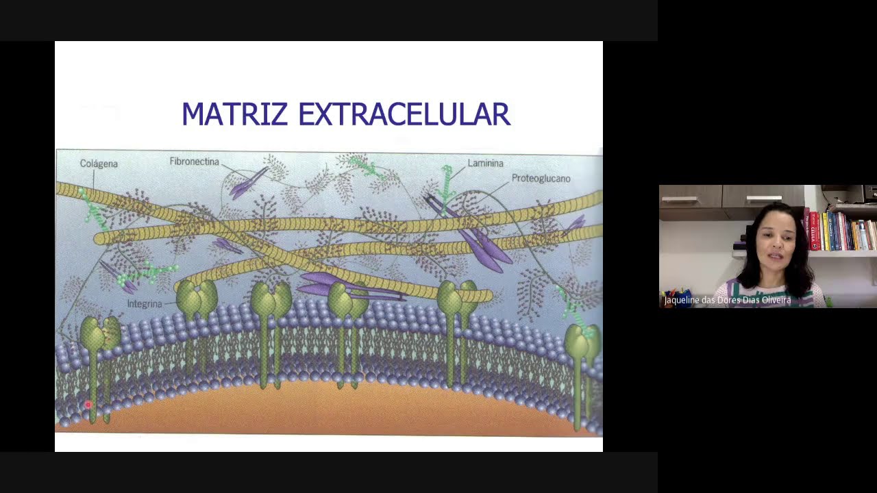 Videoaula Matriz Extracelular