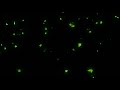 green leaves falling black screen template | leaves falling animation | leaves falling overlay