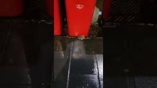 topo-a-spasso-lungo-il-corso-il-video