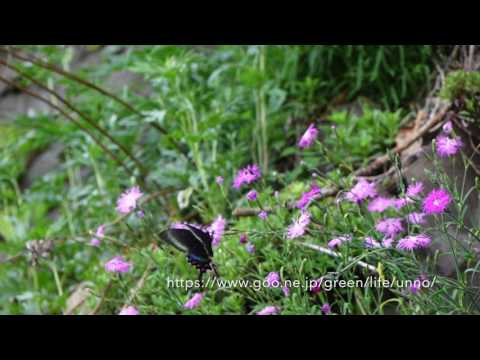 ミヤマカラスアゲハ春型♀の飛翔 　Papilio maackii
