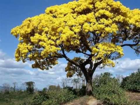 Ipê Florido - Milionário e José Rico
